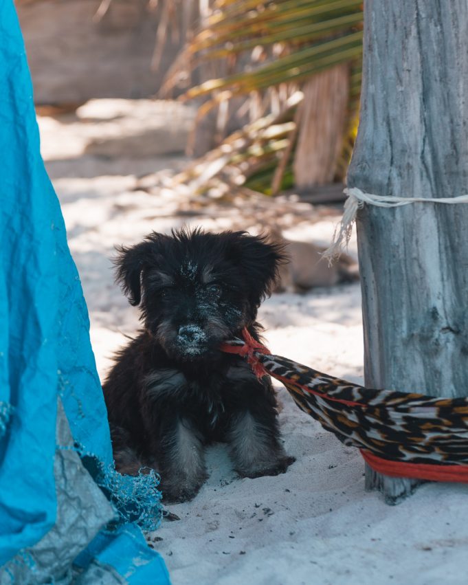 Tulum Strand Hund