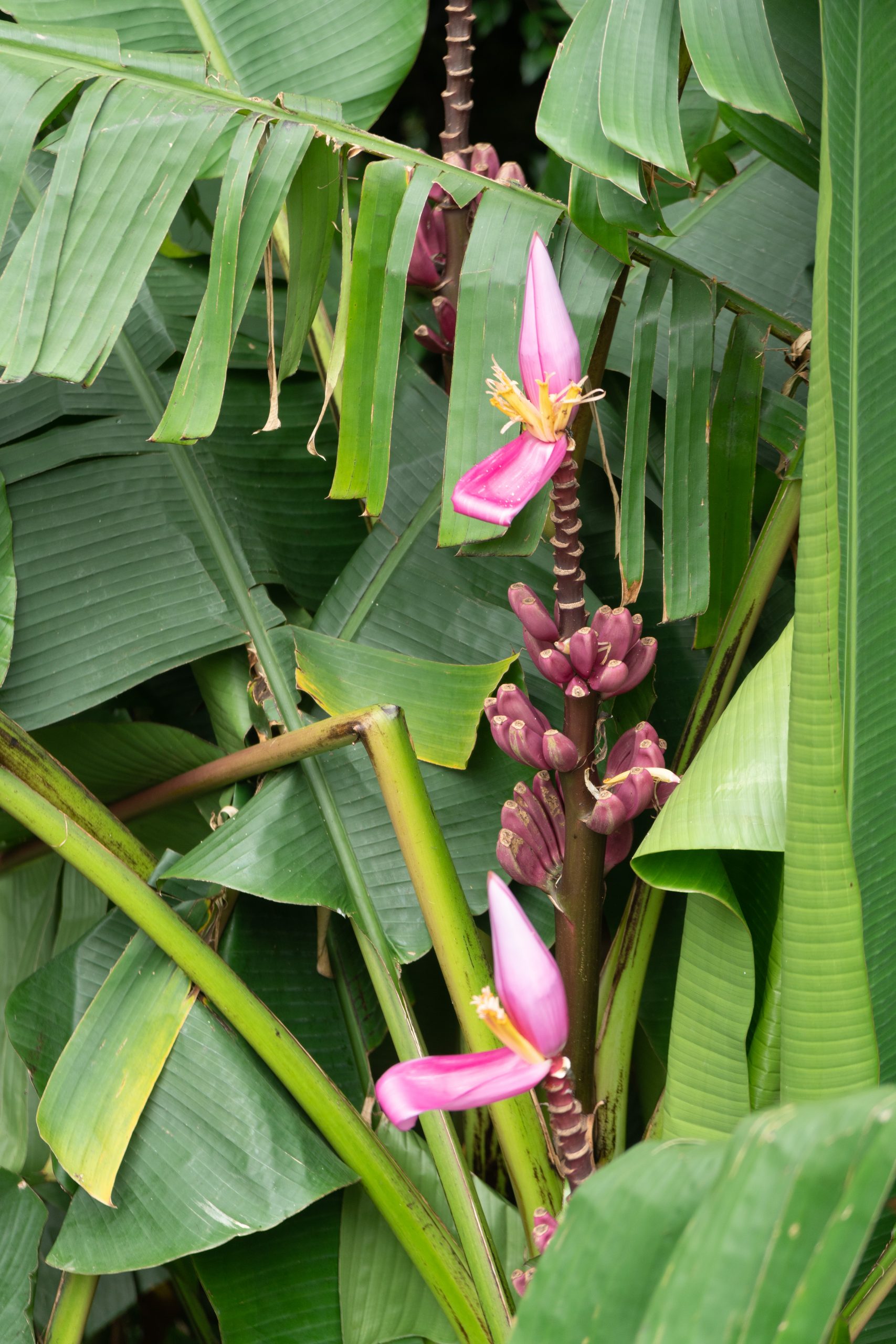 Sao Miguel Bananenpflanze