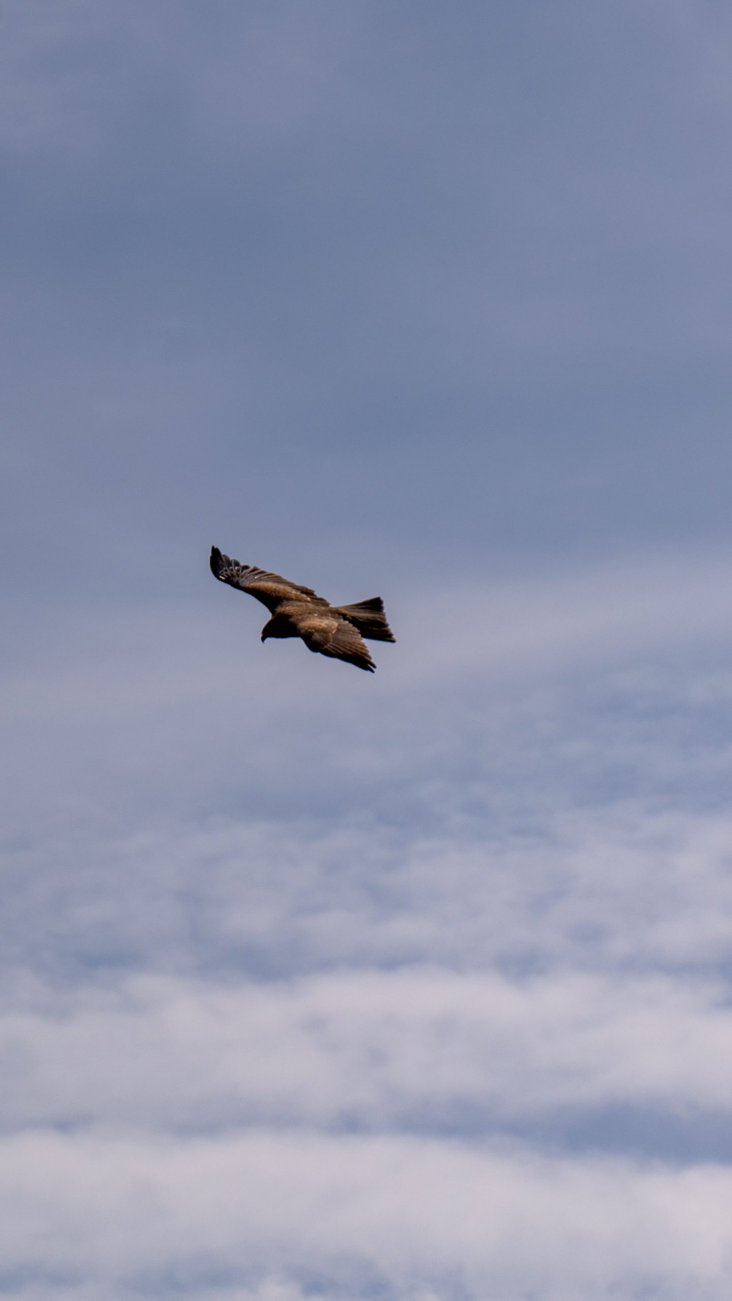 20241011_013029249_iOS