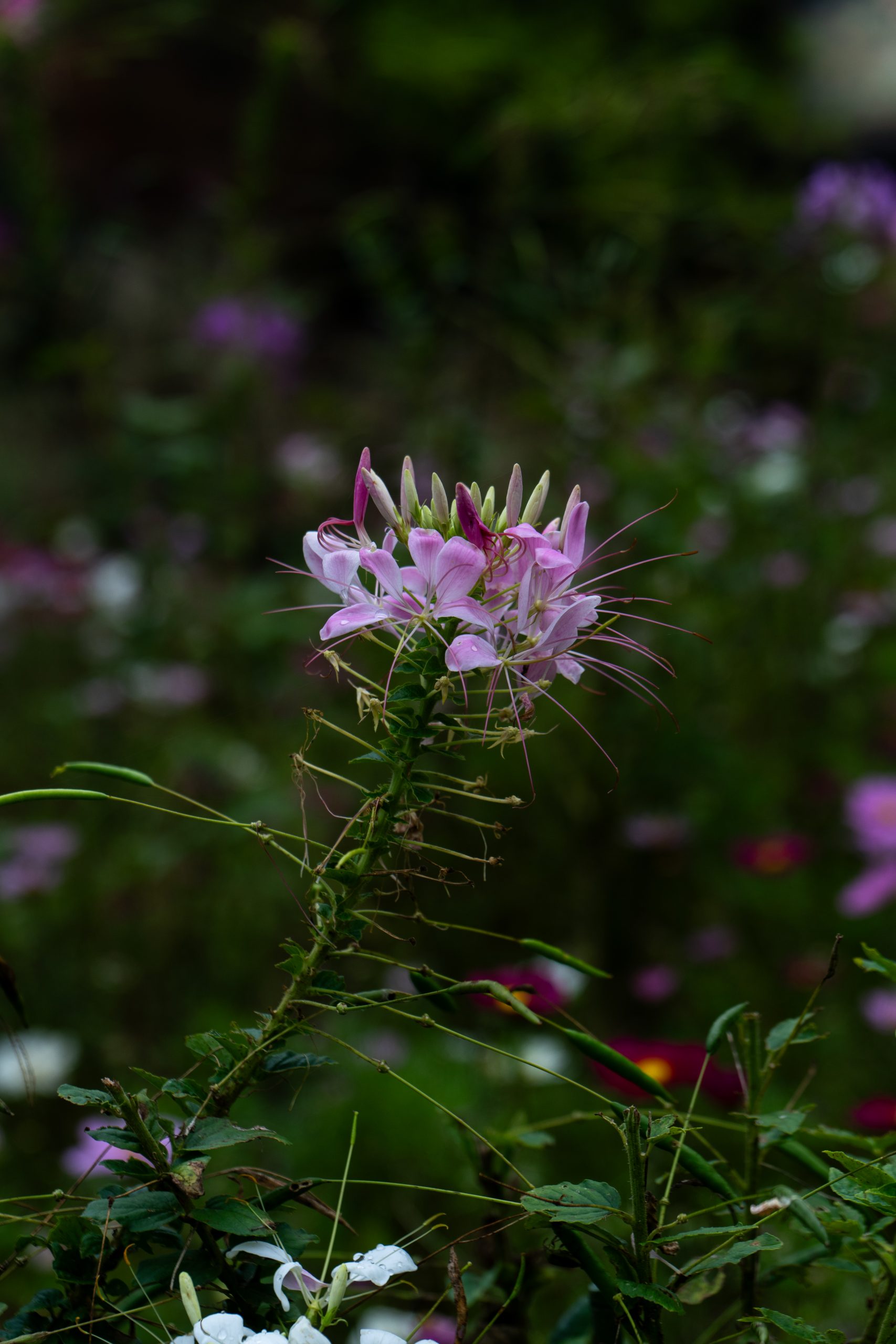 20241018_043153665_iOS